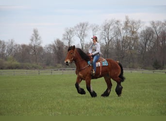 Percherón, Caballo castrado, 12 años, 178 cm, Castaño rojizo