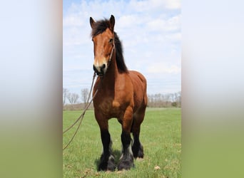 Percherón, Caballo castrado, 12 años, 178 cm, Castaño rojizo