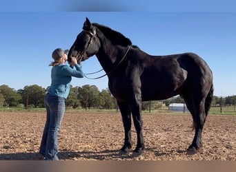Percherón, Caballo castrado, 12 años, 185 cm, Negro