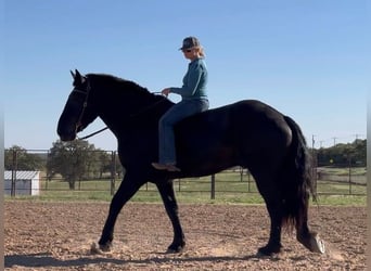 Percherón, Caballo castrado, 12 años, 185 cm, Negro