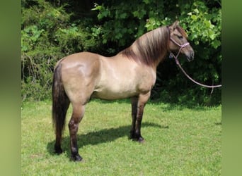 Percherón, Caballo castrado, 13 años, 155 cm, Grullo