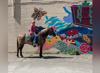 Percherón, Caballo castrado, 13 años, 155 cm, Grullo