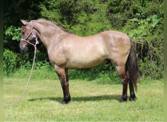 Percherón, Caballo castrado, 13 años, 155 cm, Grullo