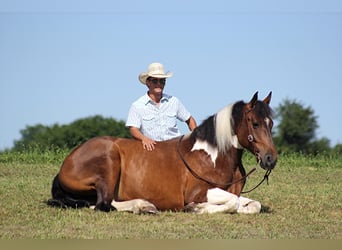 Percherón, Caballo castrado, 14 años, 165 cm, Tobiano-todas las-capas