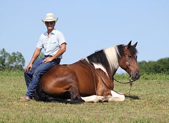 Percherón, Caballo castrado, 14 años, 165 cm, Tobiano-todas las-capas