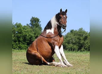 Percherón, Caballo castrado, 14 años, 165 cm, Tobiano-todas las-capas