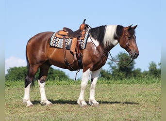 Percherón, Caballo castrado, 14 años, 165 cm, Tobiano-todas las-capas