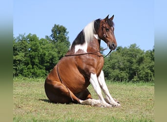 Percherón, Caballo castrado, 14 años, 165 cm, Tobiano-todas las-capas