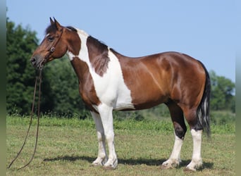 Percherón, Caballo castrado, 14 años, 165 cm, Tobiano-todas las-capas