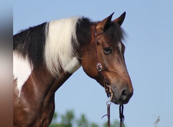 Percherón, Caballo castrado, 14 años, 165 cm, Tobiano-todas las-capas