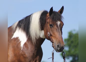 Percherón, Caballo castrado, 14 años, 165 cm, Tobiano-todas las-capas