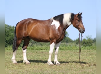 Percherón, Caballo castrado, 14 años, 165 cm, Tobiano-todas las-capas