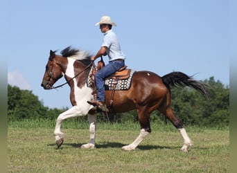 Percherón, Caballo castrado, 14 años, 165 cm, Tobiano-todas las-capas