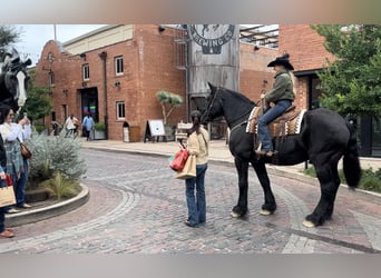 Percherón, Caballo castrado, 14 años, 170 cm, Negro