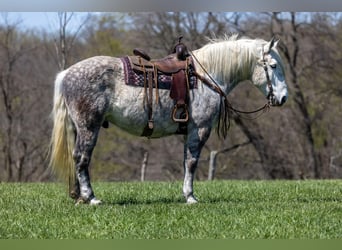 Percherón, Caballo castrado, 14 años, 173 cm, Tordo rodado