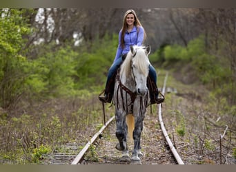 Percherón, Caballo castrado, 14 años, 173 cm, Tordo rodado