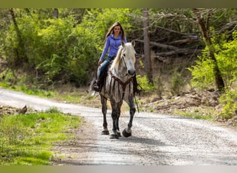 Percherón, Caballo castrado, 14 años, 173 cm, Tordo rodado