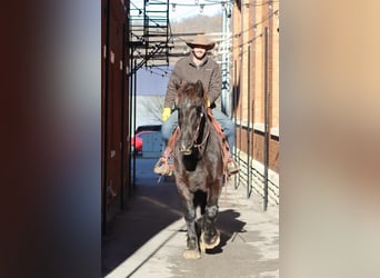 Percherón, Caballo castrado, 14 años, Negro