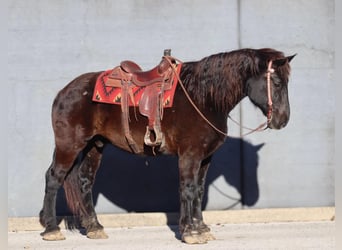 Percherón, Caballo castrado, 14 años, Negro