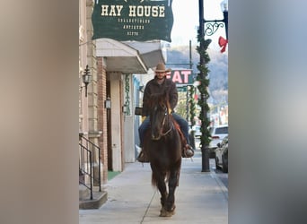 Percherón, Caballo castrado, 14 años, Negro