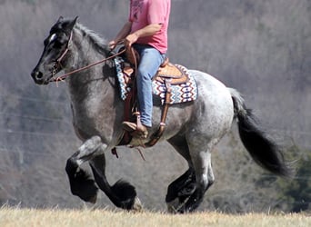 Percherón, Caballo castrado, 15 años, 165 cm, Ruano azulado