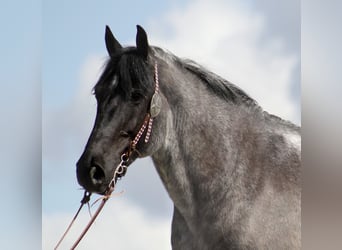 Percherón, Caballo castrado, 15 años, 165 cm, Ruano azulado