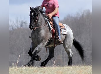 Percherón, Caballo castrado, 15 años, 165 cm, Ruano azulado