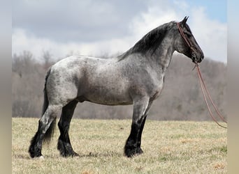 Percherón, Caballo castrado, 15 años, 165 cm, Ruano azulado