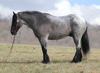 Percherón, Caballo castrado, 15 años, 165 cm, Ruano azulado