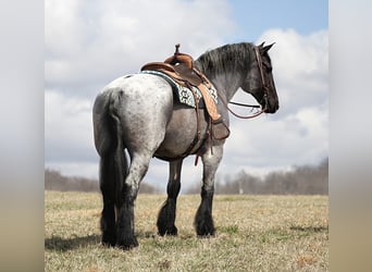 Percherón, Caballo castrado, 15 años, 165 cm, Ruano azulado