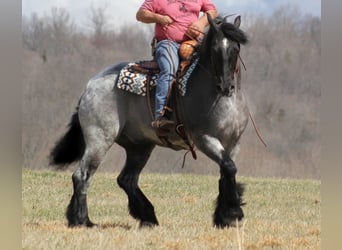 Percherón, Caballo castrado, 15 años, 165 cm, Ruano azulado