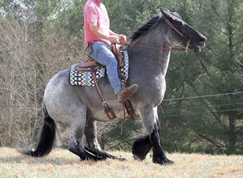 Percherón, Caballo castrado, 15 años, 165 cm, Ruano azulado