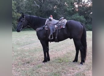 Percherón, Caballo castrado, 15 años, 173 cm, Negro