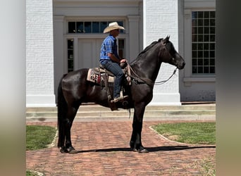 Percherón, Caballo castrado, 15 años, 173 cm, Negro