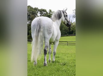 Percherón, Caballo castrado, 15 años, 173 cm, Tordo