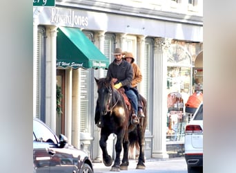 Percherón, Caballo castrado, 15 años, Negro