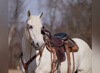 Percherón Mestizo, Caballo castrado, 16 años, 163 cm, Tordo