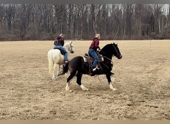 Percherón Mestizo, Caballo castrado, 16 años, 163 cm, Tordo