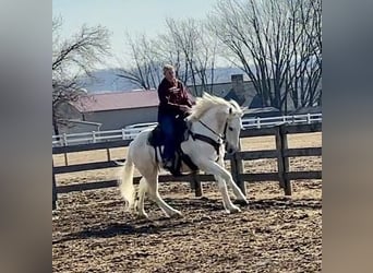 Percherón Mestizo, Caballo castrado, 16 años, 163 cm, Tordo