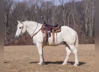 Percherón Mestizo, Caballo castrado, 16 años, 163 cm, Tordo