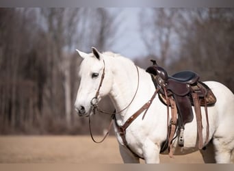 Percherón Mestizo, Caballo castrado, 16 años, 163 cm, Tordo