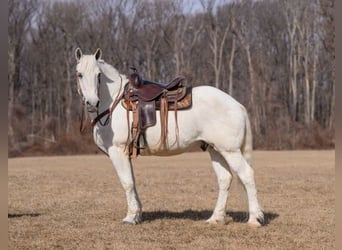 Percherón Mestizo, Caballo castrado, 16 años, 163 cm, Tordo