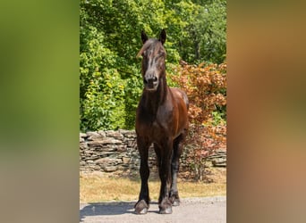 Percherón, Caballo castrado, 16 años, 170 cm, Negro