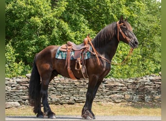 Percherón, Caballo castrado, 16 años, 170 cm, Negro