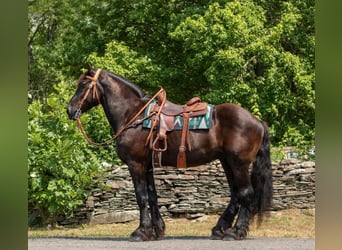 Percherón, Caballo castrado, 16 años, 170 cm, Negro