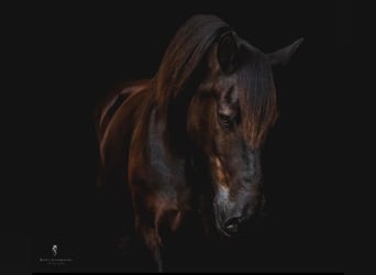 Percherón, Caballo castrado, 16 años, 170 cm, Negro