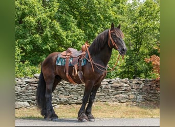 Percherón, Caballo castrado, 16 años, 170 cm, Negro