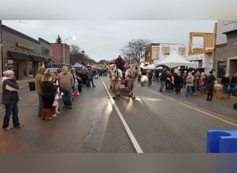 Percherón, Caballo castrado, 16 años, 173 cm, Tordo