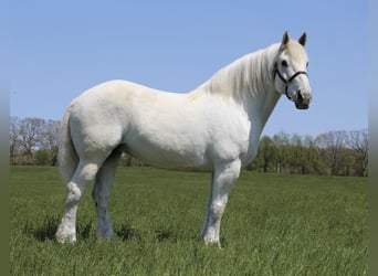 Percherón, Caballo castrado, 16 años, 173 cm, Tordo