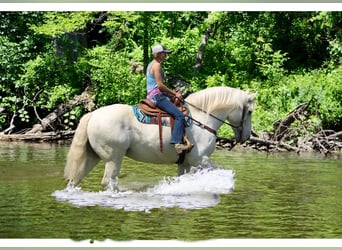 Percherón, Caballo castrado, 16 años, 173 cm, Tordo